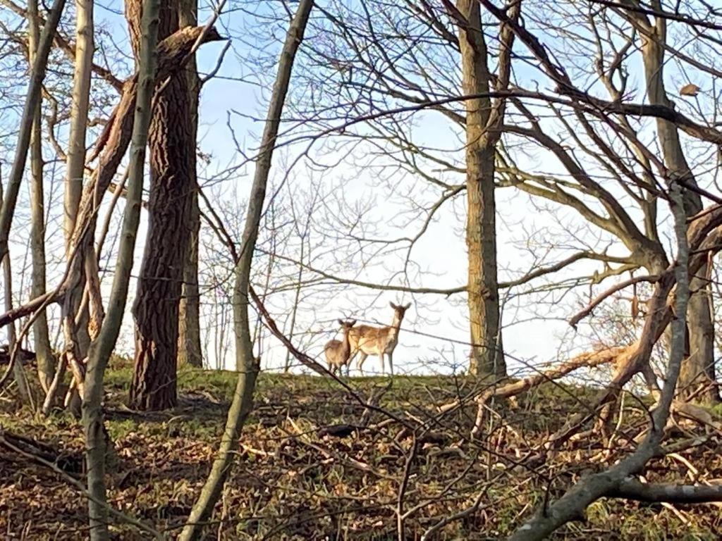 Overnachten In Zeeland Burgh-Haamstede Εξωτερικό φωτογραφία